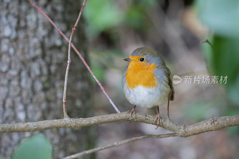 在蒙特塞拉特的欧洲知更鸟(rubecula Erithacus)对羽毛惊人的专注